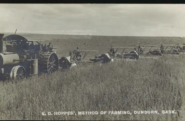 E. G. Hoppe's steam tractor and binders harvesting near Dundurn